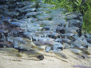 カワスイ 川崎⽔族館に投稿された画像（2023/12/3）