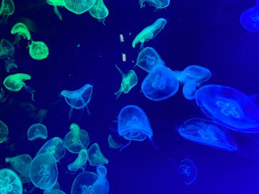 名古屋港水族館に投稿された画像（2023/12/3）