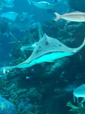 名古屋港水族館に投稿された画像（2023/12/3）