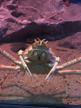 名古屋港水族館に投稿された画像（2023/12/3）