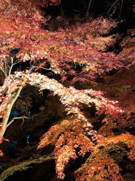 ムーミンバレーパークに投稿された画像（2023/12/3）