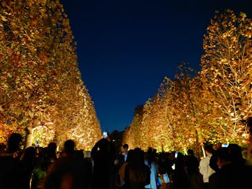 NAKED 紅葉の新宿御苑2023に投稿された画像（2023/12/3）