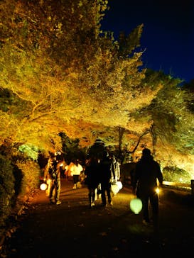 NAKED 紅葉の新宿御苑2023に投稿された画像（2023/12/3）