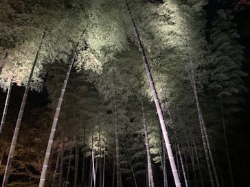 六義園に投稿された画像（2023/12/3）