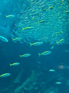 マリンワールド海の中道に投稿された画像（2023/12/3）