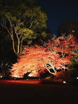 六義園に投稿された画像（2023/12/3）