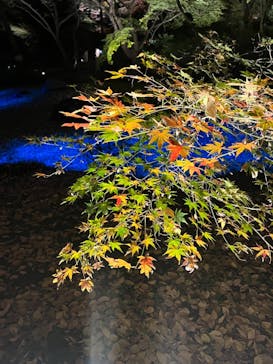 六義園に投稿された画像（2023/12/3）