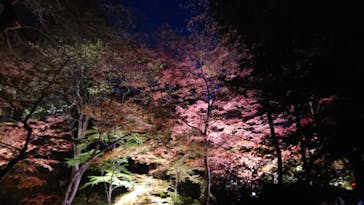 六義園に投稿された画像（2023/12/4）