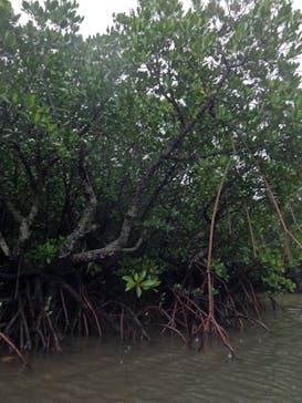 西表島 ADVENTURE PiPi（アドベンチャーピピ）に投稿された画像（2023/12/4）