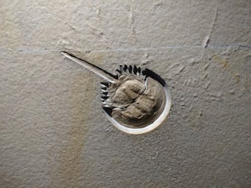 福井県立恐竜博物館に投稿された画像（2023/12/4）