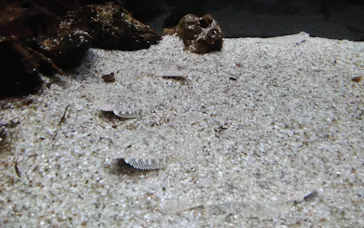 仙台うみの杜水族館に投稿された画像（2023/12/4）