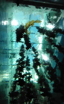 仙台うみの杜水族館に投稿された画像（2023/12/4）