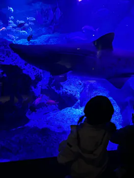 すみだ水族館に投稿された画像（2023/12/4）