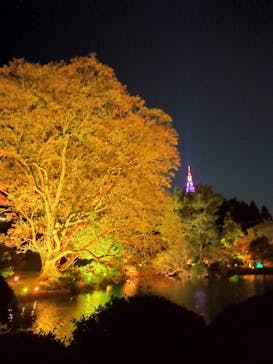 NAKED 紅葉の新宿御苑2023に投稿された画像（2023/12/4）