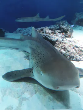 マクセル アクアパーク品川に投稿された画像（2023/12/4）