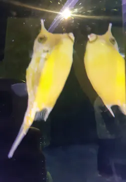 マクセル アクアパーク品川に投稿された画像（2023/12/4）