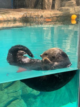 マリンワールド海の中道に投稿された画像（2023/12/4）