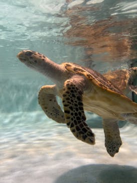 マリンワールド海の中道に投稿された画像（2023/12/4）
