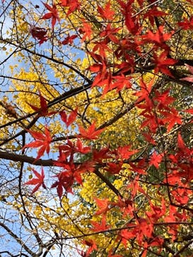 環境芸術の森に投稿された画像（2023/12/4）