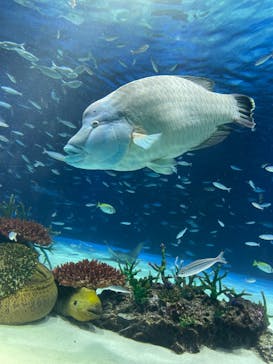 サンシャイン水族館に投稿された画像（2023/12/4）
