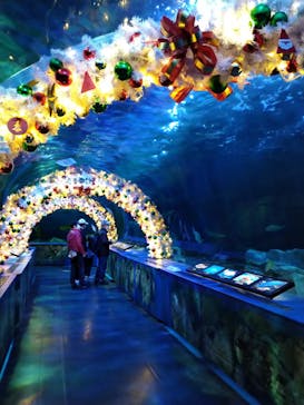 しながわ水族館に投稿された画像（2023/12/4）
