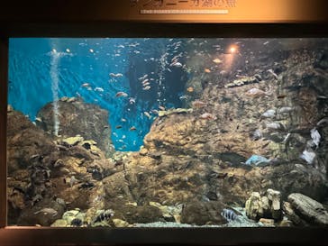世界淡水魚園水族館　アクア・トトぎふに投稿された画像（2023/12/5）