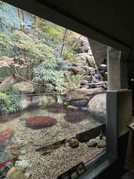 世界淡水魚園水族館　アクア・トトぎふに投稿された画像（2023/12/5）