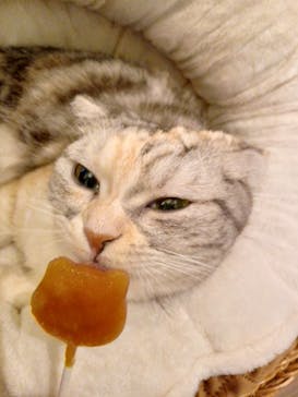 猫カフェモカ　池袋東口店に投稿された画像（2023/12/5）