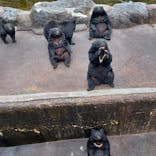 奥飛騨クマ牧場に投稿された画像（2023/12/5）