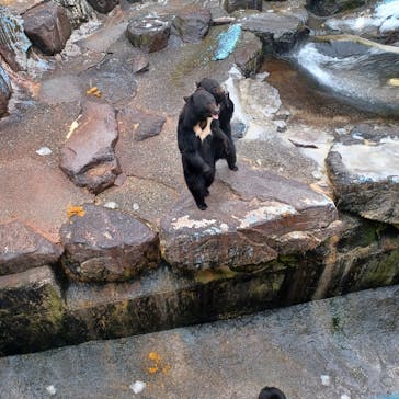 奥飛騨クマ牧場に投稿された画像（2023/12/5）