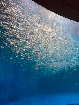 名古屋港水族館に投稿された画像（2023/12/5）