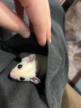 アニマルカフェフレカ　三宮店に投稿された画像（2023/12/5）