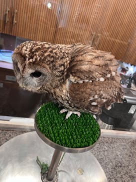 アニマルカフェフレカ　三宮店に投稿された画像（2023/12/5）