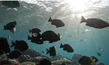 武藤潜水に投稿された画像（2023/12/5）