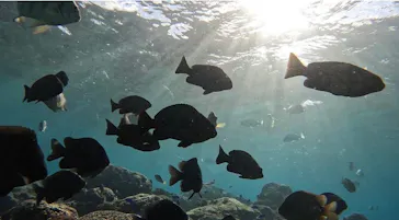 武藤潜水に投稿された画像（2023/12/5）