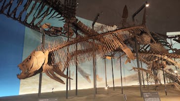 福井県立恐竜博物館に投稿された画像（2023/12/5）