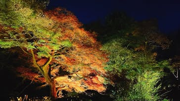 NAKED 紅葉の新宿御苑2023に投稿された画像（2023/12/5）