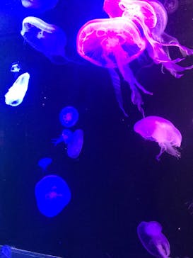 マリンワールド海の中道に投稿された画像（2023/12/5）