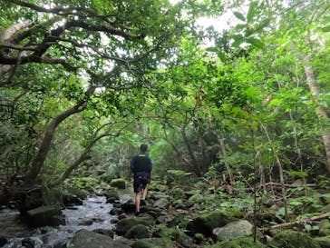 西表島 ADVENTURE PiPi（アドベンチャーピピ）に投稿された画像（2023/12/5）