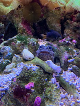 大分マリーンパレス水族館 「うみたまご」に投稿された画像（2023/12/5）