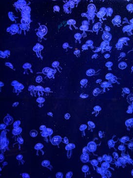 沖縄美ら海水族館に投稿された画像（2023/12/5）