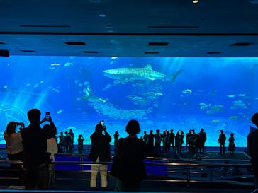 沖縄美ら海水族館に投稿された画像（2023/12/5）