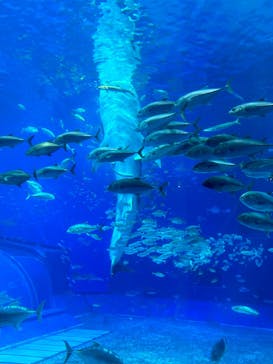 沖縄美ら海水族館に投稿された画像（2023/12/5）
