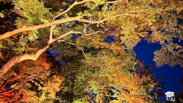 NAKED 紅葉の新宿御苑2023に投稿された画像（2023/12/5）