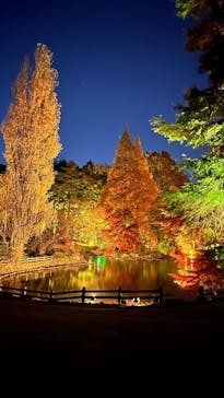 NAKED 紅葉の新宿御苑2023に投稿された画像（2023/12/5）