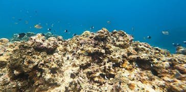 石垣島 ADVENTURE PiPi（イシガキジマアドベンチャーピピ）に投稿された画像（2023/12/6）