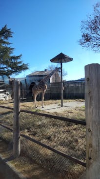 群馬サファリパークに投稿された画像（2023/12/6）