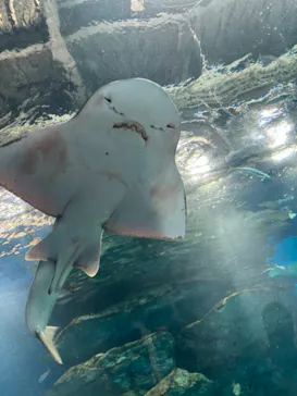 マクセル アクアパーク品川に投稿された画像（2023/12/6）