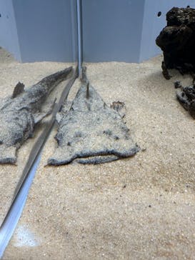 AOAO SAPPOROに投稿された画像（2023/12/6）