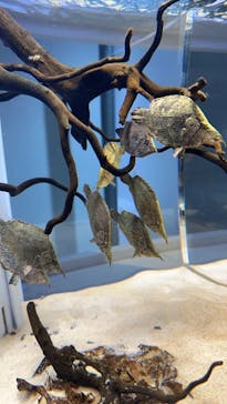 AOAO SAPPOROに投稿された画像（2023/12/6）